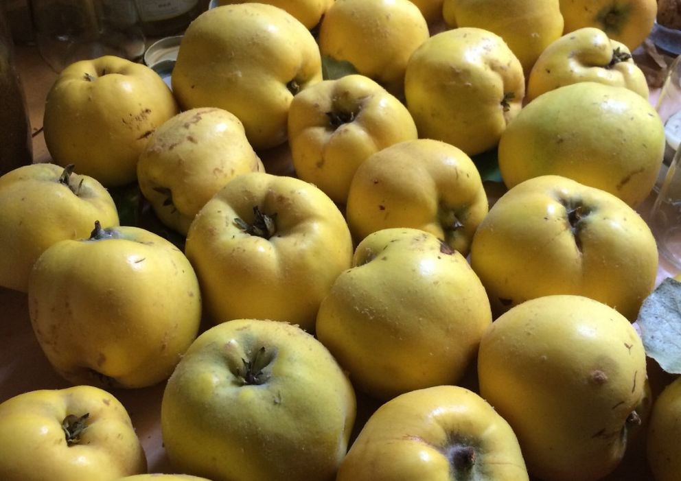 Mehrere Äpfel liegen gesammelt nach der Ernte im Pflanzgarten, bereit für Weiterverarbeitung oder Genuss